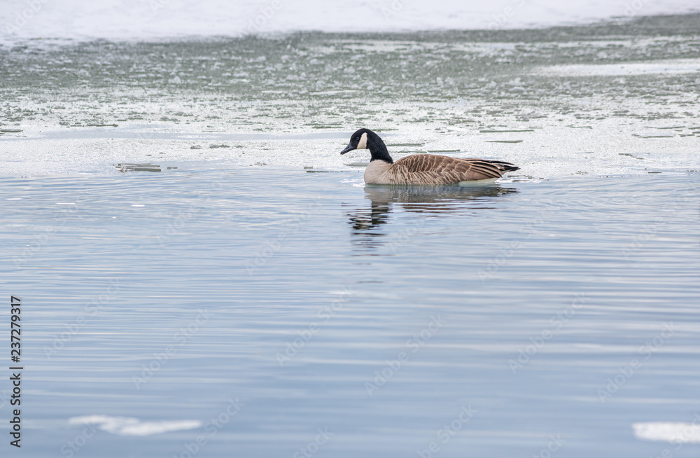 Fototapeta premium Lone-Goose-1364