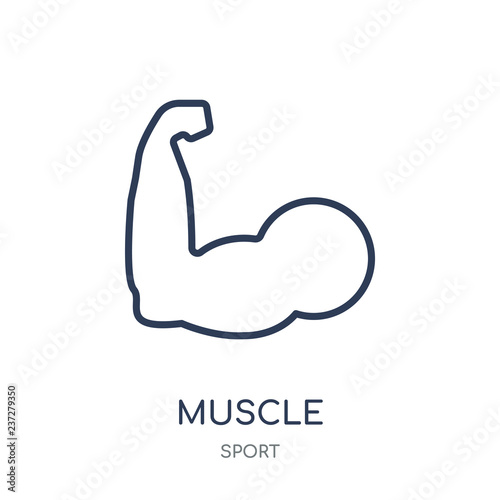 Muscle icon. Muscle linear symbol design from sport collection.