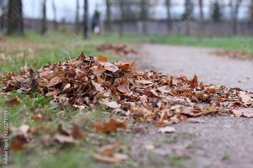 autumn leaves in the park. Maple and oak leaves gathered in a pile 