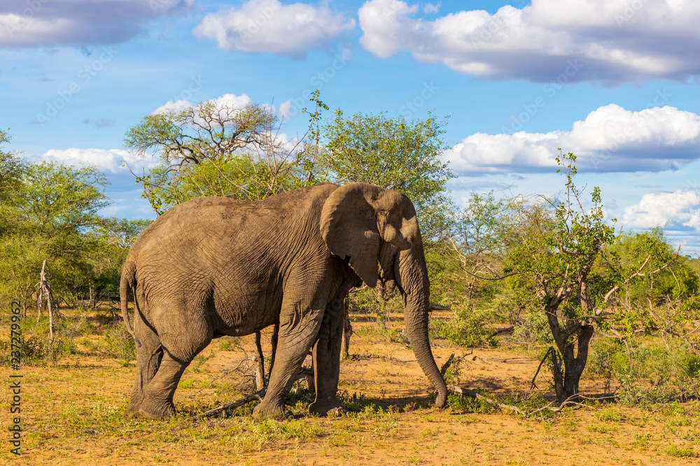 Fototapeta premium Elephant in Klaserie Private Nature Reserve