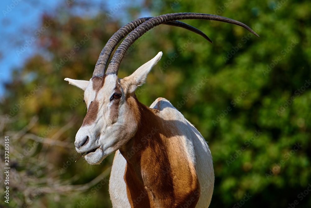 Scimitar-Horned Oryx (Oryx dammah) Scimitar-Horned Oryx (Oryx dammah)