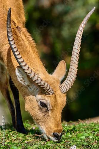 The Kafue lechwe (Kobus leche kafuensis) photo