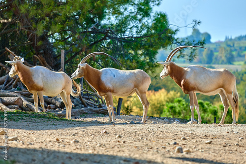 Scimitar-Horned Oryx  Oryx dammah 