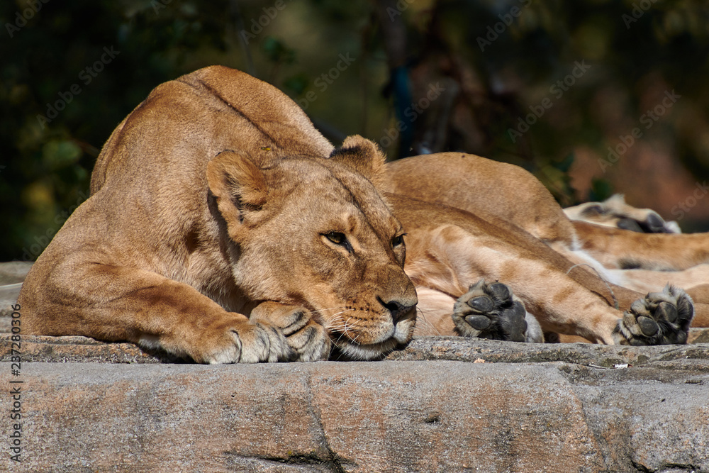 Naklejka premium African Lion(Panthera leo)