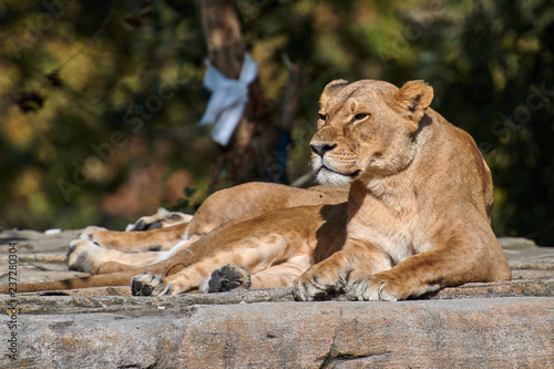 African Lion Panthera leo 