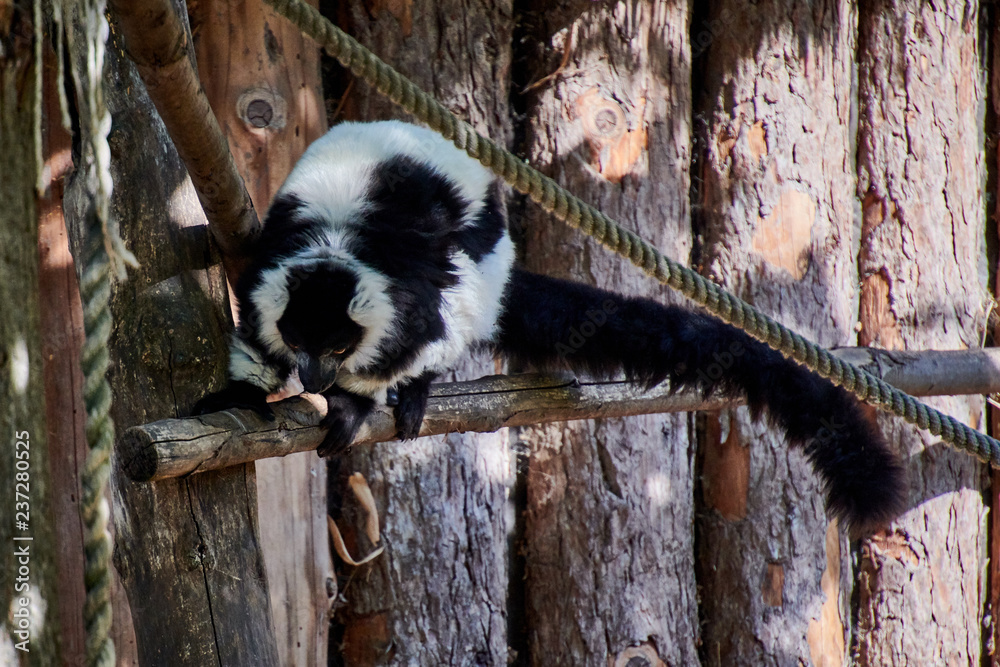 Obraz premium Black and White Ruffed Lemur