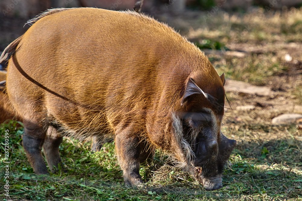 Red river hog (Potamochoerus porcus) Red river hog (Potamochoerus porcus)