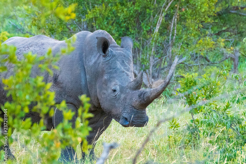 White Rhino in Klaserie Private Nature Reserve