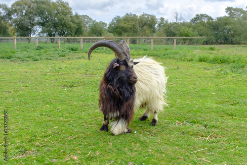 Bagot Goat, ancient breed recorded 1387 in England, used in conservation grazing on brambles and weeds. photo