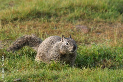 Squirrel in the grass