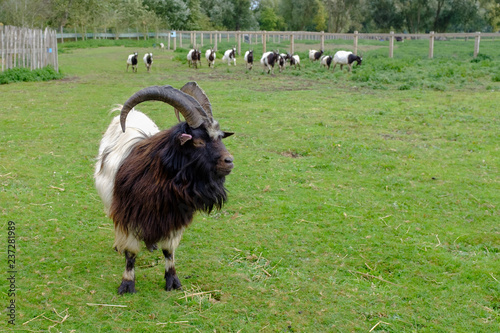 Bagot Goat with other Bagot goats in background, ancient breed recorded 1387 in England, used in conservation grazing on brambles and weeds. photo