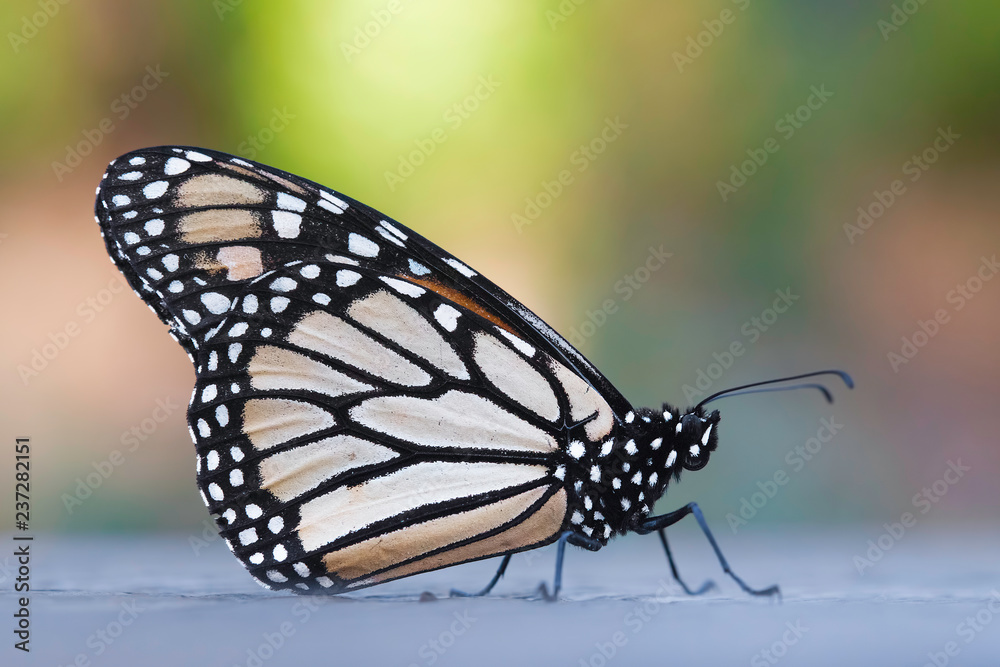 Naklejka premium Monarch Butterfly background soft light