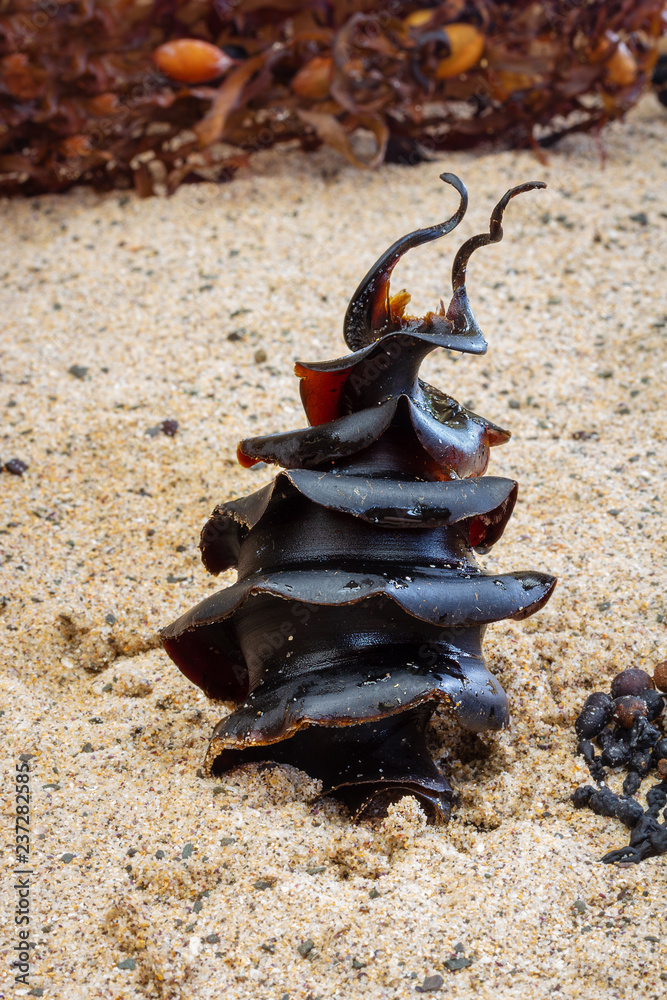 Shark egg, a Port Jackson Shark, Heterodontus portusjacksoni egg found