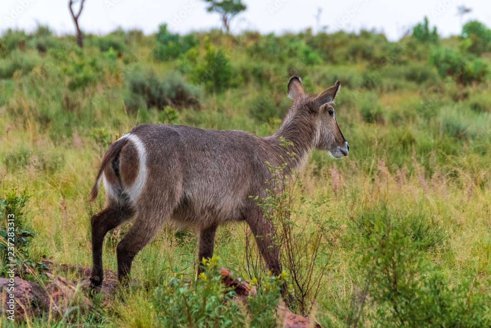 Waterbuck in the Welgevonden Game Reserve Waterbuck in the Welgevonden Game Reserve