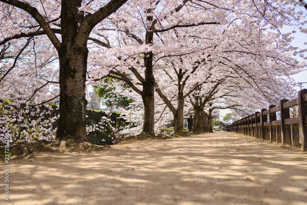 Himeji, Japan, cherry blossom season