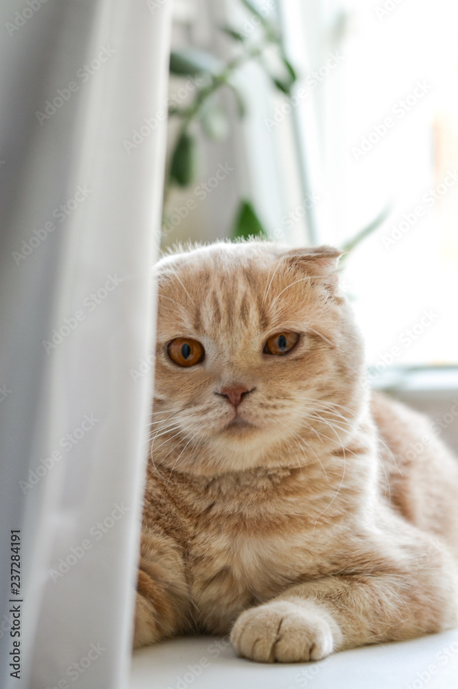 Scottish Fold gingtr cat lying on the window