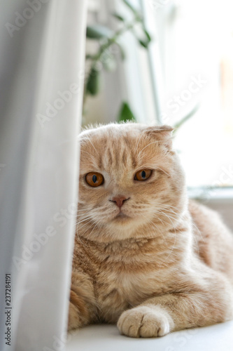 Scottish Fold gingtr cat lying on the window