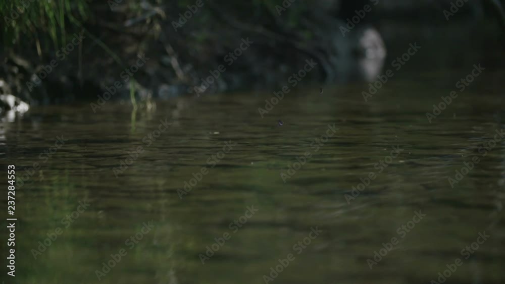 Dragonfly flying above river Dragonfly flying above river