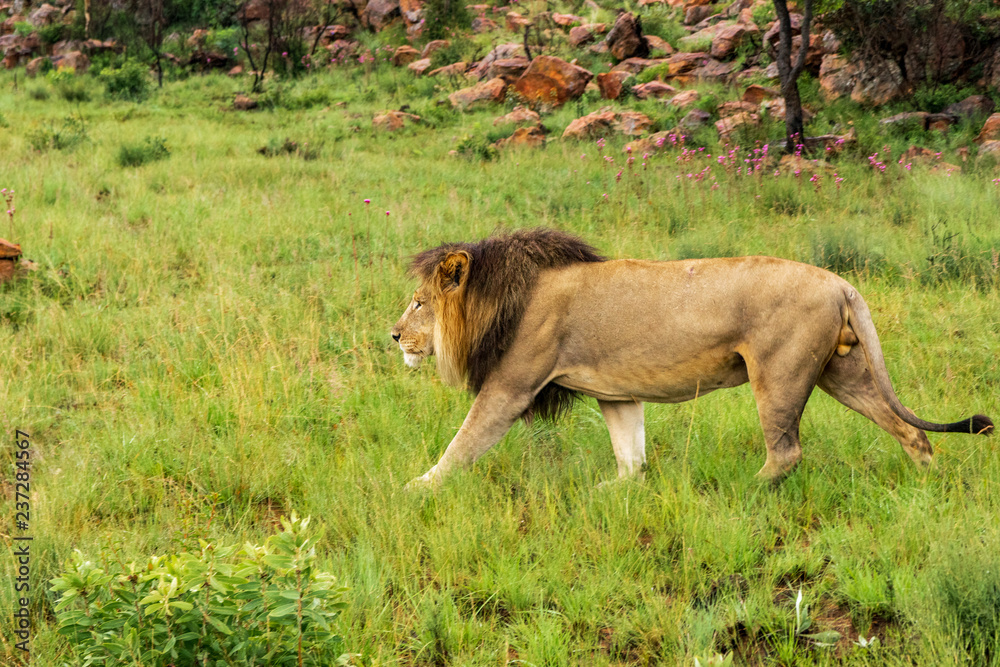 Lion in Welgevonden Game Reserve Lion in Welgevonden Game Reserve