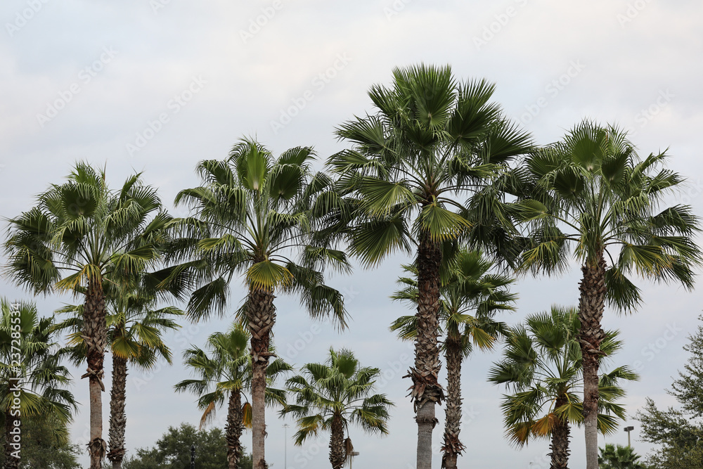 Fototapeta premium Palm Trees With The Sky