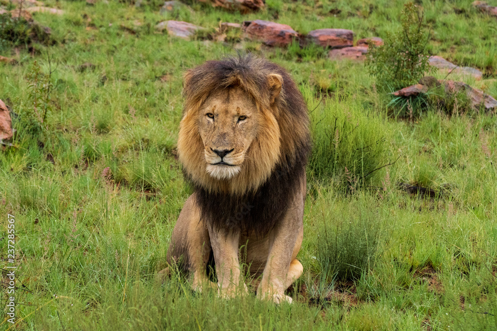 Naklejka premium Lion in Welgevonden Game Reserve