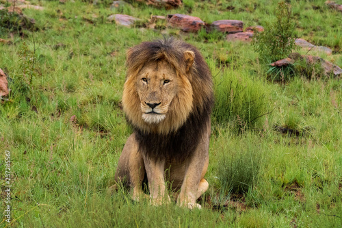 Fototapeta Naklejka Na Ścianę i Meble -  Lion in Welgevonden Game Reserve