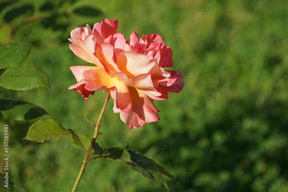 Flower lush orange rose on a blurred green background. Flower lush orange rose on a blurred green background.