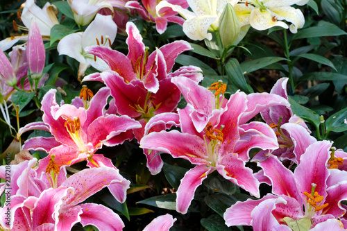 Fototapeta Naklejka Na Ścianę i Meble -  Flower nature background, Blossom pink lilly flower in spring season