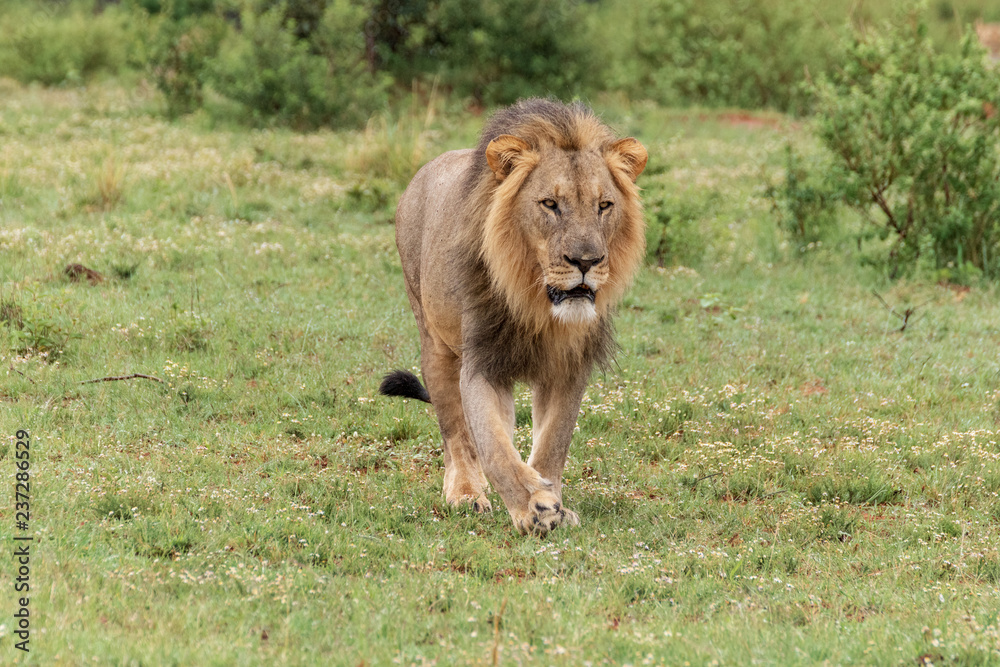 Lion in Welgevonden Game Reserve Lion in Welgevonden Game Reserve