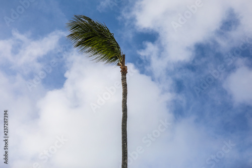Palm Tree In The Wind