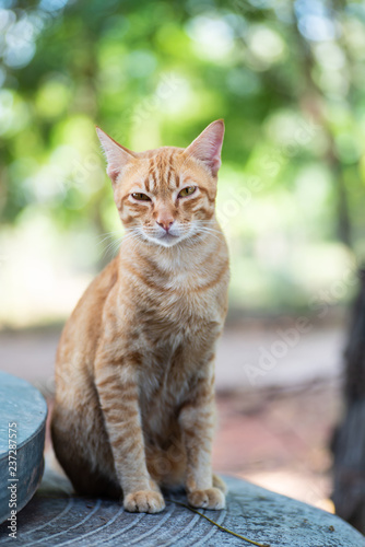 Ginger cat is sitting and looking at camera  cute pet