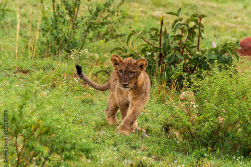Lion in Welgevonden Game Reserve