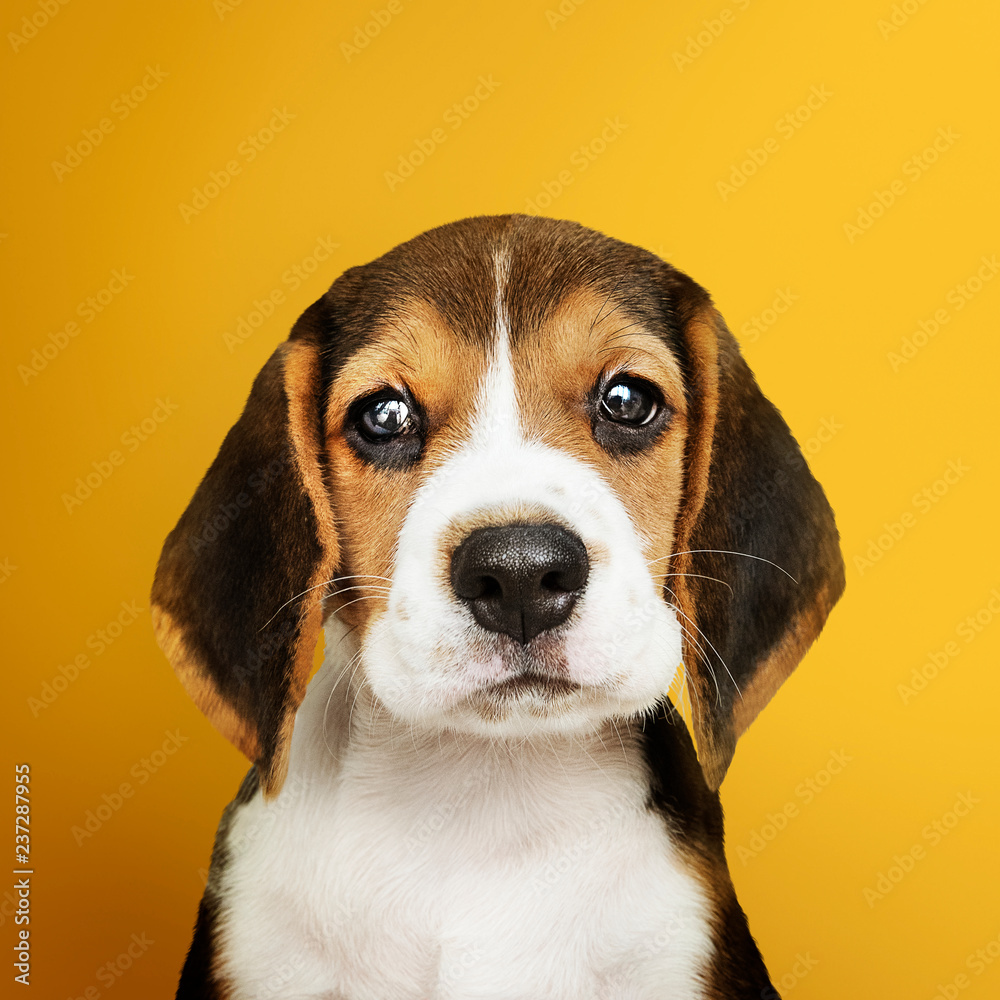 Adorable Beagle puppy solo portrait