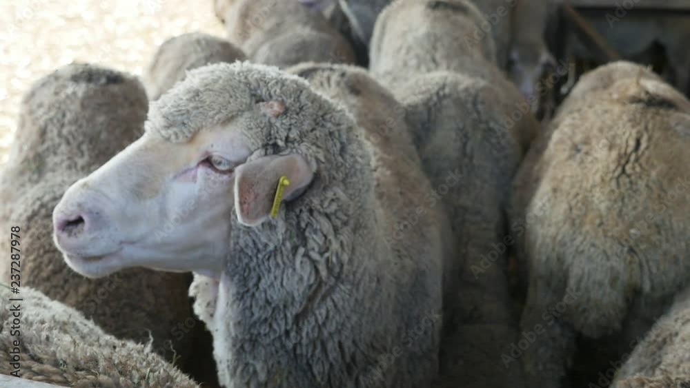Curious ewe turning her head right and left looking at her neighbors in a shed Curious ewe turning her head right and left looking at her neighbors in a shed