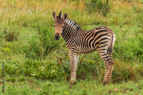 Zebra in Welgevonden Game Reserve