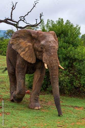 Elephant in Welgevonden Game Reserve