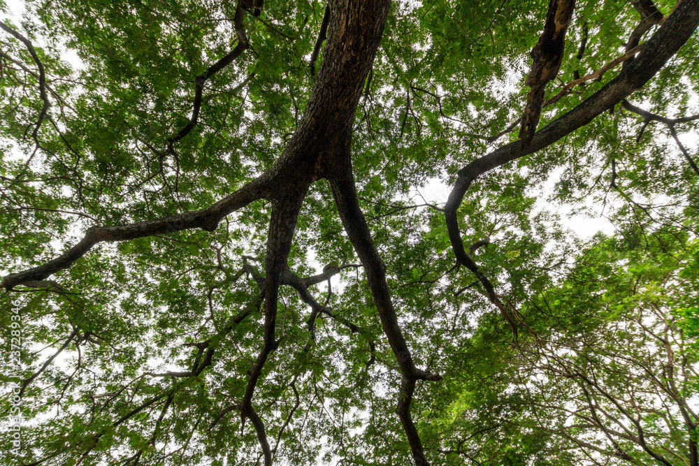 Green Leaf Tree Branches in a Park Green Leaf Tree Branches in a Park