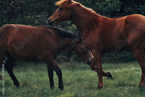Wallpaper Mural Gorgeous horses pasturing and playing Torontodigital.ca