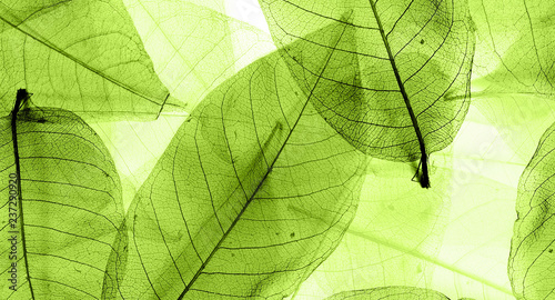 leaf on green background