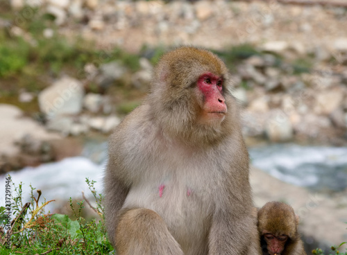 Japan Nagano Snow monkey park © SOGJP