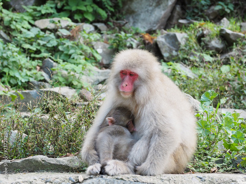 Japan Nagano Snow monkey park