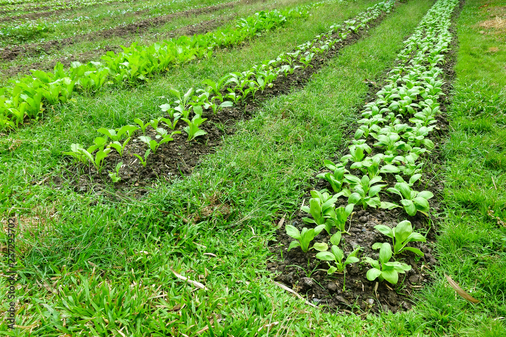 rows of young plants in a field rows of young plants in a field