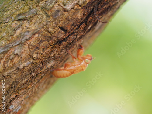 moulting Gryllidae on tree