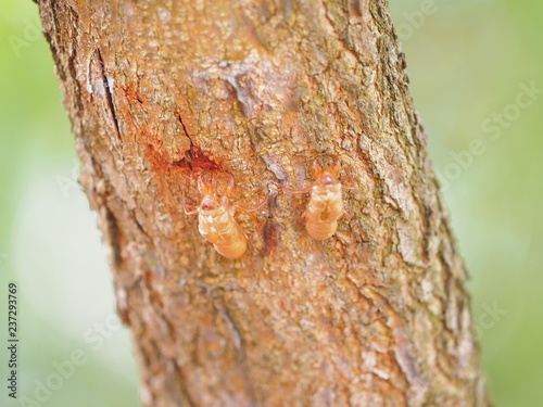 moulting Gryllidae on tree photo