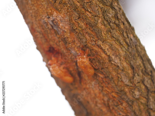 moulting Gryllidae on tree photo