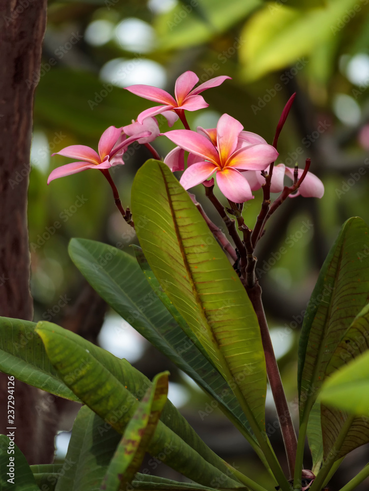 Obraz premium Red Plumeria 2