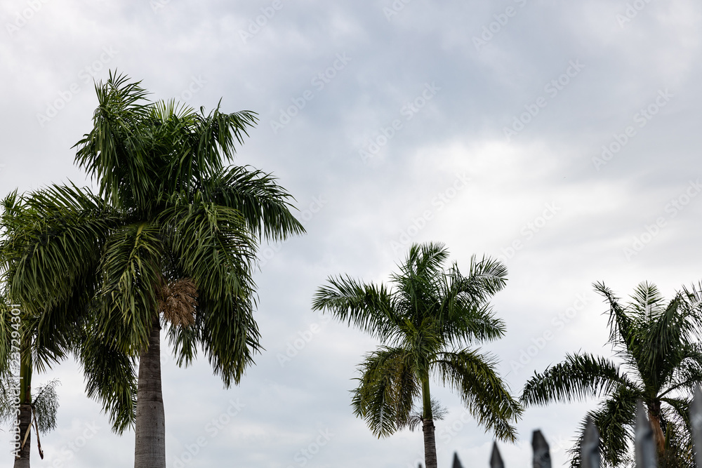 palm trees against blue sky
