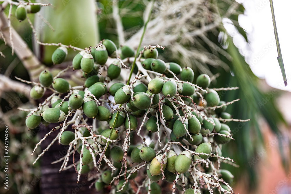 fruit TREE GREEN PLANT