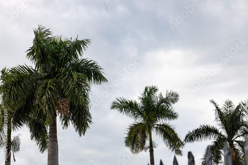 Obraz na płótnie palm trees against blue sky w salonie