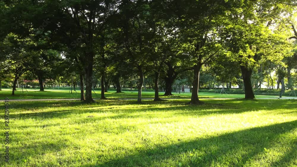 Timelapse view of greensward and trees Orung park with beautiful sunlight in Gyeongju South Korea heritage Timelapse view of greensward and trees Orung park with beautiful sunlight in Gyeongju South Korea heritage